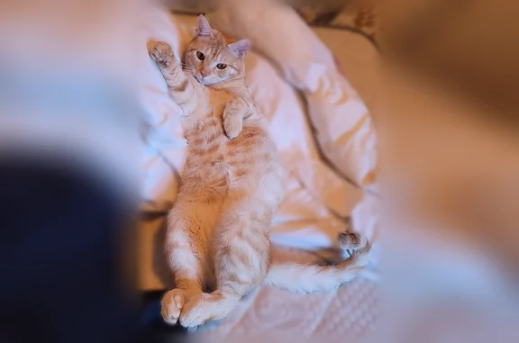 Chat perdu mâle, Rue Faidherbe, 54, Lille - roux tigré - photo