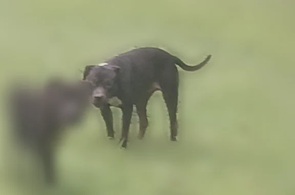 Lost dog, Rocky Mount, North Carolina - black coat, white chest - photo