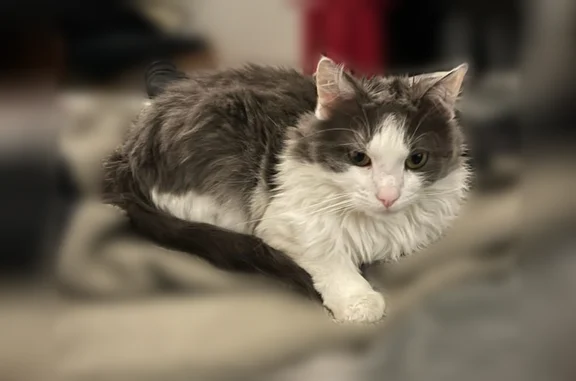 Chat perdu mâle, Rue Thiers, 66, Grenoble - gris et blanc à poils longs - photo