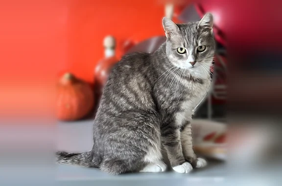 Chat perdu femelle, Avenue des Piliers, 27 Bis, Saint-Maur-des-Fossés, Paris - tigrée gris et blanche - photo