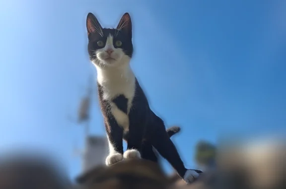 Chat perdu, Antibes, photo: Chat perdu, Chemin de Longo Maï, 21, Antibes - femelle, petite, craintive