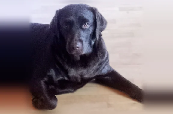 Chien perdu, femelle, Meunet-sur-Vatan, Thésée - labrador chocolat, stérilisée - photo
