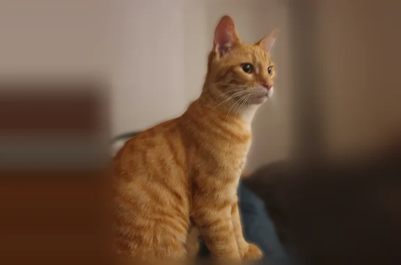 Chat perdu mâle, Boulevard de Vincennes, 30, Fontenay-sous-Bois - roux, jeune - photo