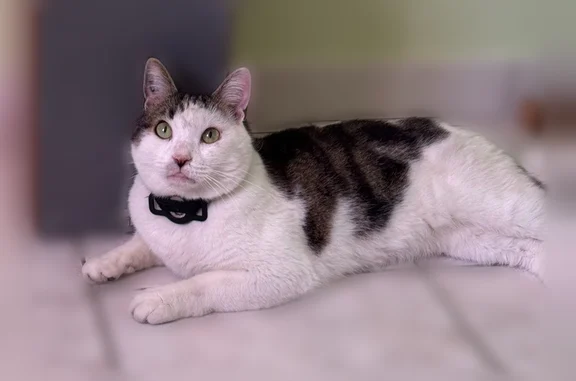 Chat perdu mâle, Rue Jean Vilar, 49, Le Pontet — européen tigré blanc, yeux verts - photo