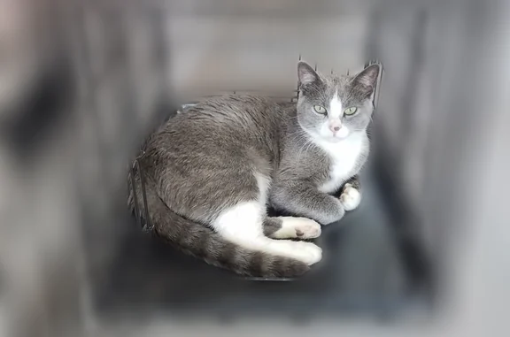 Lost cat, Ginger Lee Street, 824, Foley, Arlington - male, grey and white - photo