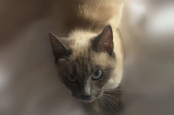 Perdu chat femelle, Avenue du Lazaret, 45, La Rochelle, Paris - yeux bleus, craintive - photo