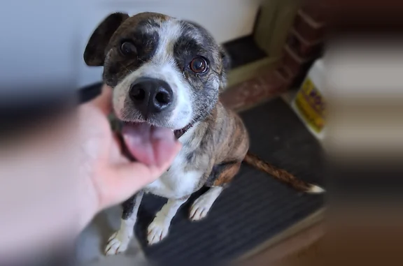 Found dog, North Shore Drive,...