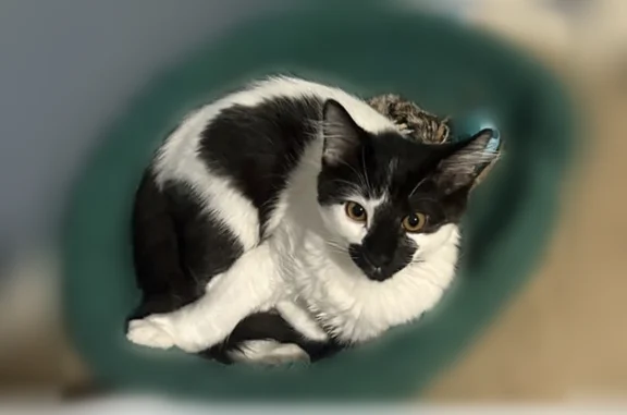 Lost and found pets Chandler, photo: Lost cat, East Commonwealth Circle, 2628, Chandler - male, black and white fur