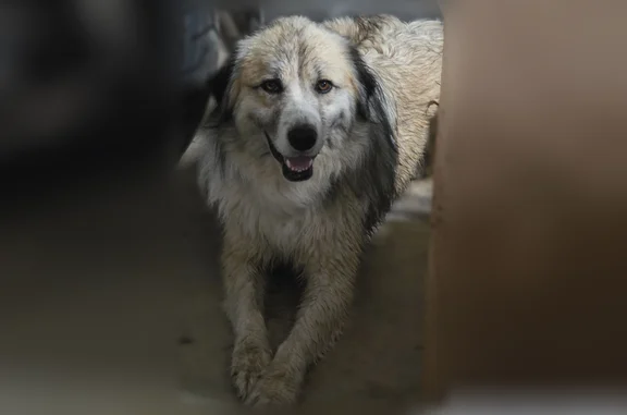 Found dog Mounds, photo: Found dog, South 193rd West Avenue, Sapulpa, Mounds - male, tan and white, possibly an Alaskan malamute
