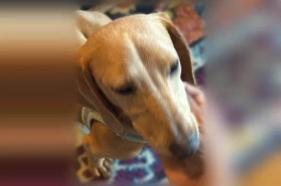 Very friendly male dachshund, wearing a harness, no tags or chip. Wandering on Hess Blvd near the Lititz Pike in Lancaster PA