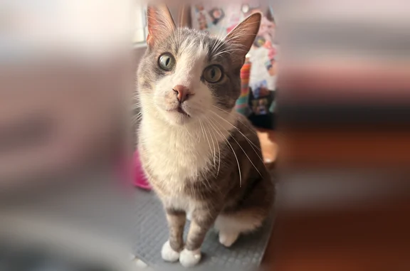 Chat perdu mâle, Rue Edmond Rostand, 4, Corneilla-del-Vercol - gris tigré et blanc - photo