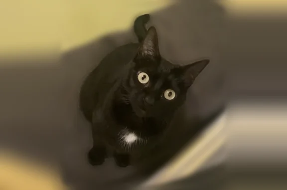 Perdu chat femelle, Rue Monadey, 36, Bordeaux - chatte noire aux yeux verts - photo