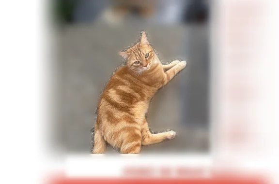 Chat perdu mâle, Voie des Frettes, 12, L'Haÿ-les-Roses, Paris - roux, yeux verts - photo