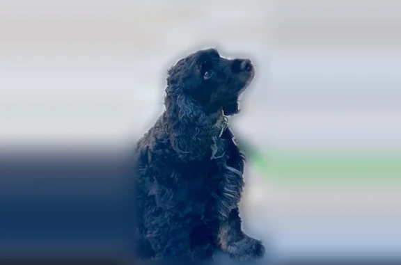 Chien perdu mâle, Avenue de Gravelle, 110, Saint-Maurice - cocker noir - photo