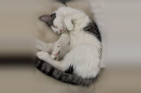 Chat perdu mâle, Saint-Martin-le-Nœud, Beauvais - adorable et se laisse approcher - photo