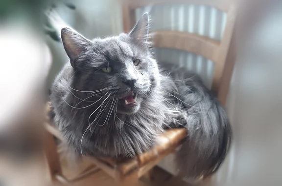 Chat perdu mâle, Place de Verdun, Ibos, Paris — maine coon gris foncé - photo