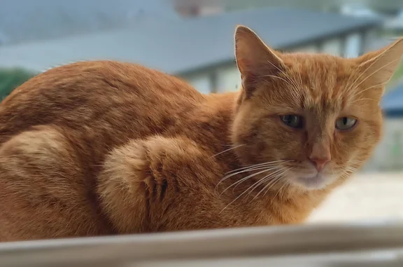Chat perdu mâle, Rue Cauchoise, 12, Neufchâtel-en-Bray - petit, roux - photo
