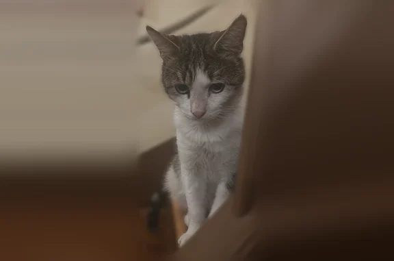 Chat perdu mâle, Rue de la République, 209, Drancy - très farouche - photo