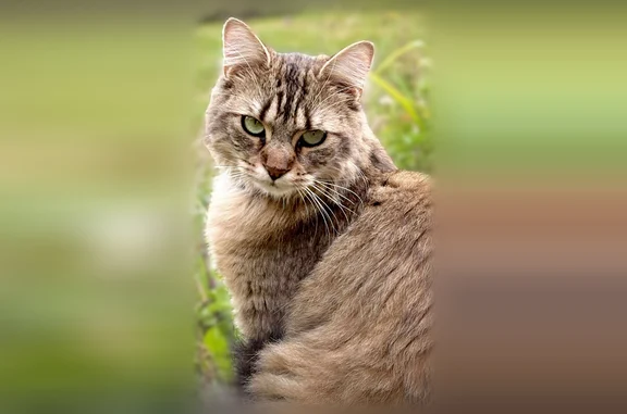 Perdu chat femelle, Rue du Château D'eau, Tilloy-lès-Mofflaines - collier violet - photo
