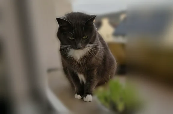 Chat perdu femelle, Cité Caventou, 4, Landerneau - gris bleu avec cravate blanche - photo