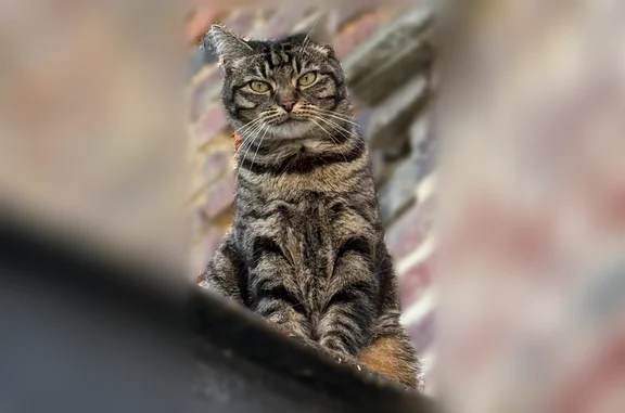 Perdu chat femelle, Rue Jeanne d'Arc, 121, Amiens - très peureux - photo