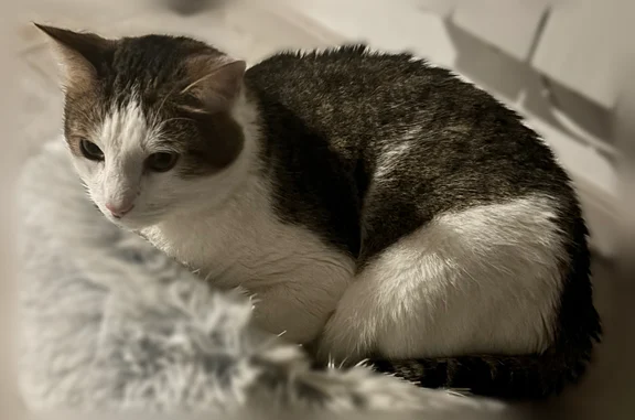 Chat perdu mâle, Allée Marie Dominique Doucet, 5, Saint-Doulchard, Vierzon - photo