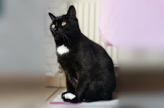 Chat perdu mâle, Avenue Général de Gaulle, 152, Albertville - castré et tatoué - photo