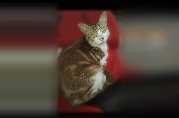 Chat perdu mâle, Rue Arago, 16 Bis, Auch, Paris - roux tricolore - photo