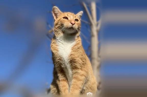 Lost cat, Limestone, Illinois, Hickory Hills - male, orange with darker stripes - photo