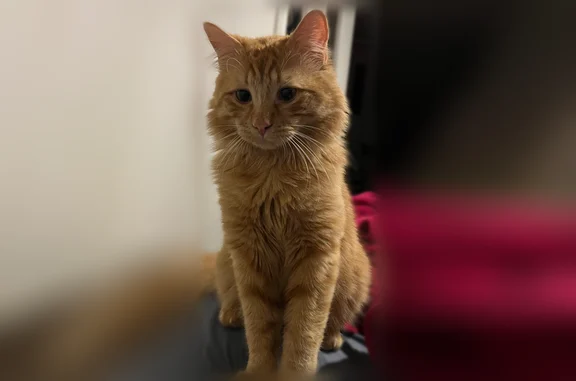 Chat perdu, Rue Suarez, 26, Albertville, Lyon - mâle roux à poils longs - photo