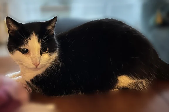 Chat perdu mâle, Eybens - photo