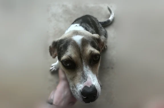 Found dog Henderson, photo: Found dog, Arp, Texas, Henderson - female, white with black and grey spots