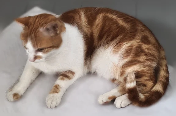 Chat perdu mâle, Rue Hyacinthe Ménagé, 474, Sotteville-lès-Rouen - photo