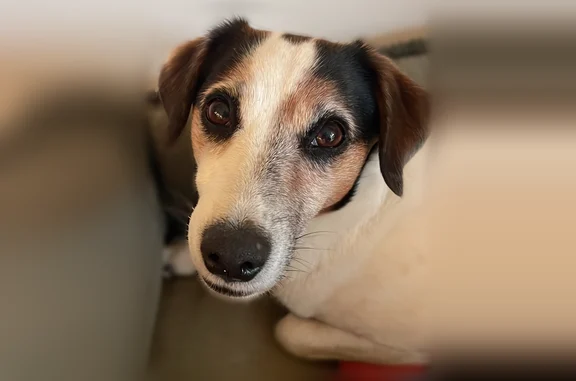 Chien perdu mâle, Route de Terra Bella, 530, Grosseto-Prugna - blanc, tache noire sur le sommet du crâne - photo