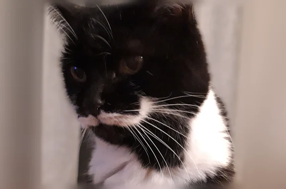 Animaux perdus Rueil-Malmaison, photo: Chat perdu femelle, Allée Guillaume Apollinaire, 16, Rueil-Malmaison - 18 ans