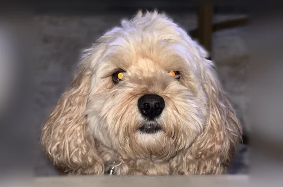 Lost dog, Anderson Street, 2225, Dallas, Dallas — male cockapoo, slim, friendly - photo
