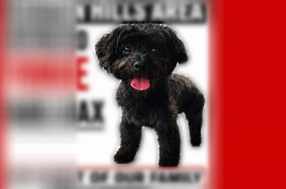 Lost dog male, Inwood Road, 4138, Shreveport - small black Yorkie - photo