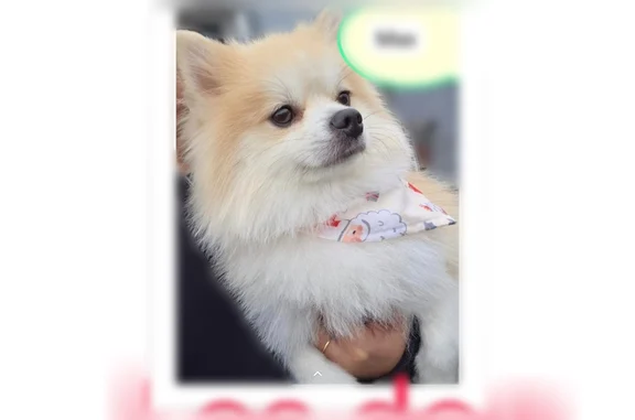 Lost dog, Avondale Drive, Midland - male, answers to Max - photo