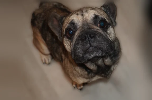 Lost dog, Sims Drive, 2068, Houston - male, old, with a bad skin condition - photo