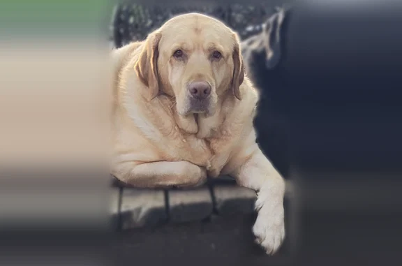 Lost dog, Texas Arm Trail & Lakecrest Dr, Jersey Village - male neutered yellow lab - photo