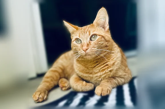 Lost cat, Innovation Drive, 5301, Middletown - female, declawed, bobtail - photo