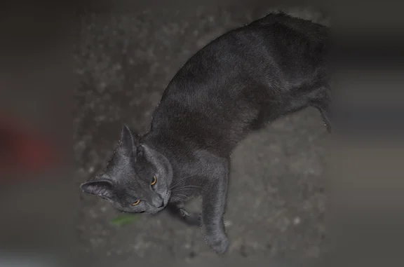 Found cat Pensacola, photo: Found cat, Otto Avenue, 6975, Ensley, Pensacola — male, fat cheeks