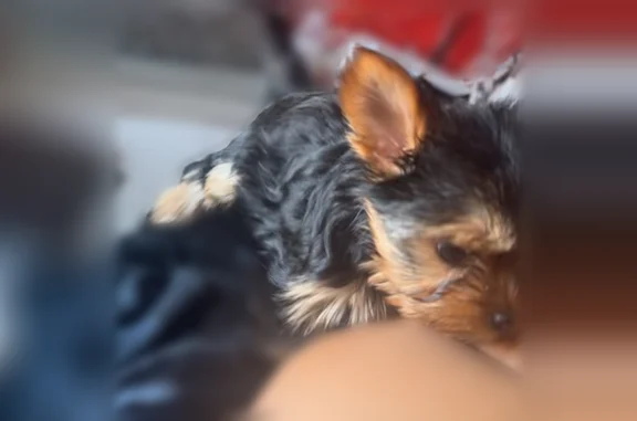 Missing dog Rochester, photo: Lost dog, Spruce Avenue, 222, Rochester - female Yorkie, 4 months old