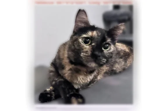 Missing cat Bakersfield, photo: Lost cat, Valhalla Drive, 1001, Bakersfield - tortoiseshell, 3 years old