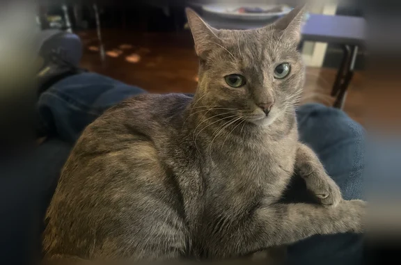 Missing cat Anaheim, photo: Lost cat, South Stresa Way, 1011, Anaheim - female, grey tabby with green eyes