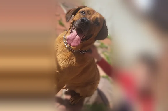 Perdu chien mâle, Auneuil, Paris - cane corso croisé beauceron marron - photo