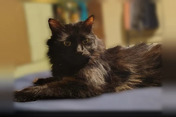 Lost cat, El Paso Drive, El Paso - male, black fluffy coat, green-yellow eyes - photo
