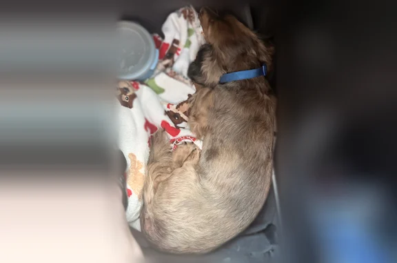 Lost dog, male, East 1250 South, 844, Haubstadt, St. Louis - blue collar - photo