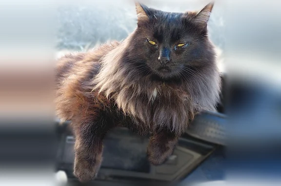 Lost cat, Arlington - black and brown with a little white on the front and a toe - photo