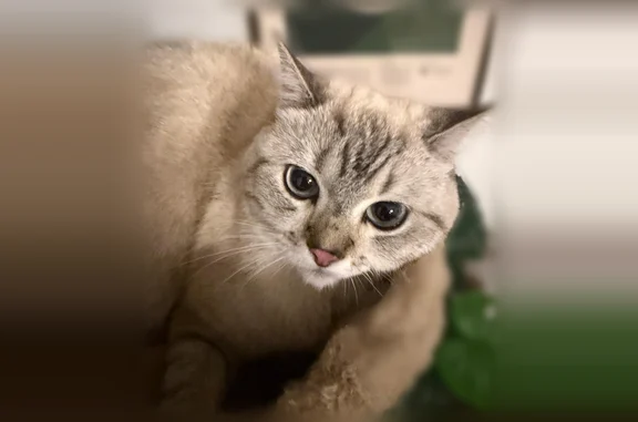 Chat perdu, femelle, Boulevard Edgar Quinet, Colombes - photo